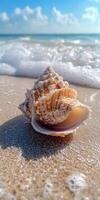 Shell resting on sandy beach as waves gently break nearby photo