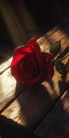 Red rose with dew drops resting on wooden surface at sunrise photo