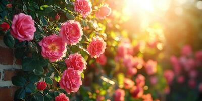 Pink roses are growing on a wall in the sun photo