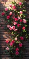 Roses blooming on a brick wall during golden hour photo