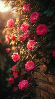 Vibrant pink roses blooming in a sunlit garden wall in spring photo
