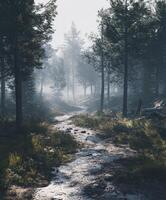 Misty forest path winding through fog-covered nature landscape photo