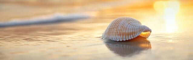 A shell on the beach at sunset photo