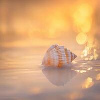 Seashell resting on gentle waves photo