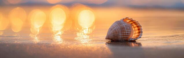 A shell on the beach at sunset photo