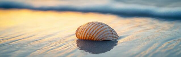 A shell on the beach at sunset photo