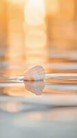 Beautiful seashell floating at sunset photo