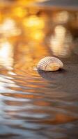Seashell on wet sand at sunset photo