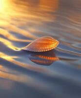 Beautiful seashell floating on water photo