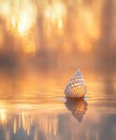 A shell floats in the water at sunset photo