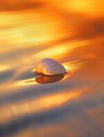 A shell floats in the water at sunset photo