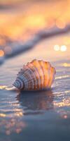 Beautiful seashell by the shore photo
