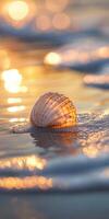 Seashell glowing in sunset light photo
