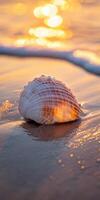 A shell on the beach at sunset photo