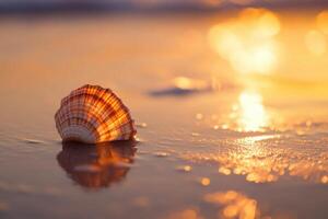 A shell on the beach at sunset photo