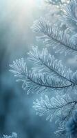Frosty winter tree branches with sunlight shining through photo