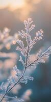 Frosty branches in the morning light photo