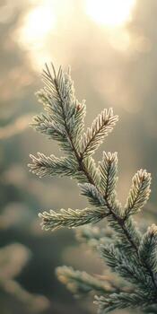 un cerca arriba de un pino rama con luz de sol foto