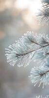 Frosty pine branches with snow on them photo
