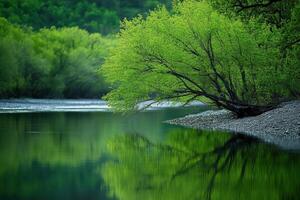 Calm river with lush green tree photo