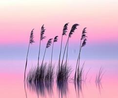 Sunset over calm water reeds photo