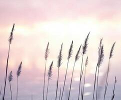 Soft reeds by tranquil water photo
