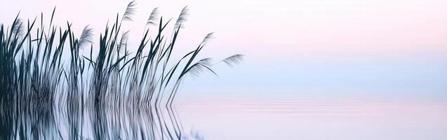 Serene water and reeds at dawn photo