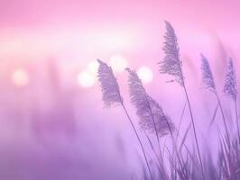 Soft hues of evening light photo