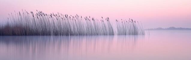 Tranquil reeds by the water photo