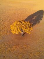 Lone yellow tree amid golden fields photo