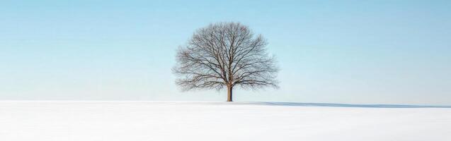 Lonely tree stands in snow photo