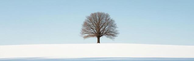 Tree stands alone in winter snow photo