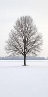 Winter landscape with bare tree photo