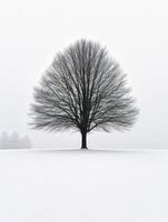 Winter tranquility of a solitary tree photo