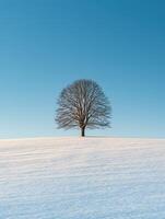 Lone tree on a snowy hill photo