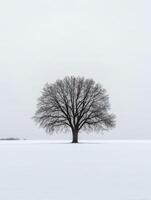 Solitary tree in winter landscape photo