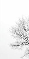 Bare branches against soft sky photo