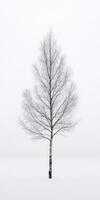 Winter tree stands alone in snow photo