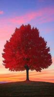 A red tree stands alone in a field at sunset photo