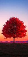 A red tree stands in a field at sunset photo
