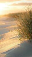 Golden grass at sunset photo