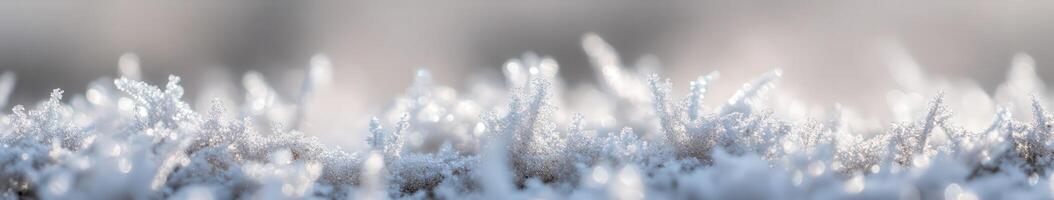 Frosty grass by james mccormick photo