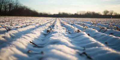 A field of snow covered crops in the middle of the day photo