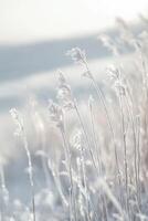 Frosty grass in the winter photo