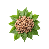 Raw Pinto Beans with Fresh Green Leaves png