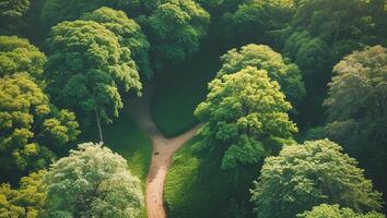Aerial View of Lush Green Tree Canopy on Sunny Day with Clear Pathway and Space for Text Overlay. photo