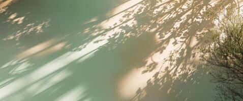 A tree with its shadow on a wall photo