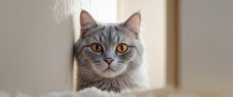 A curious gray cat with striking orange eyes peeks from behind a white wall in a cozy setting photo