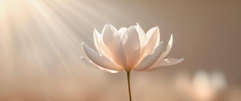 Delicate Blooming Flower in Soft Focus with Warm Background Glow. photo