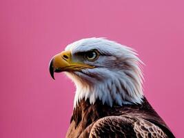 Bald Eagle Profile Pink Background Studio Shot photo